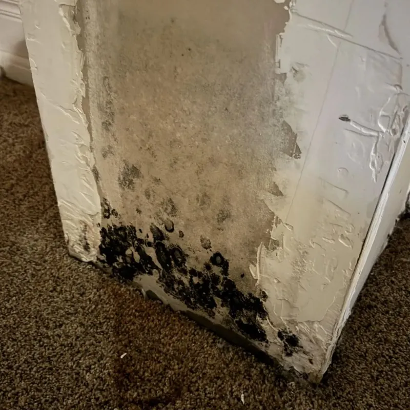 Professional Mold Removal in Ellinwood, KS